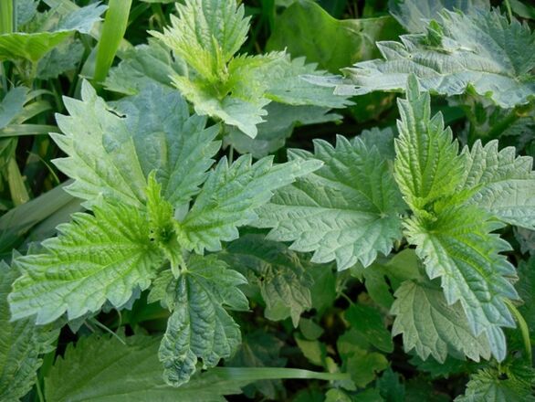 Nettle for preparing a medicinal decoction for varicose veins